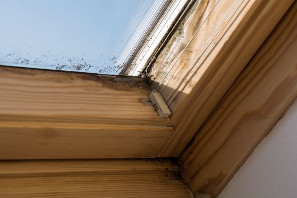 Mold and moisture damage on the wood frame and glass edge of a roof skylight